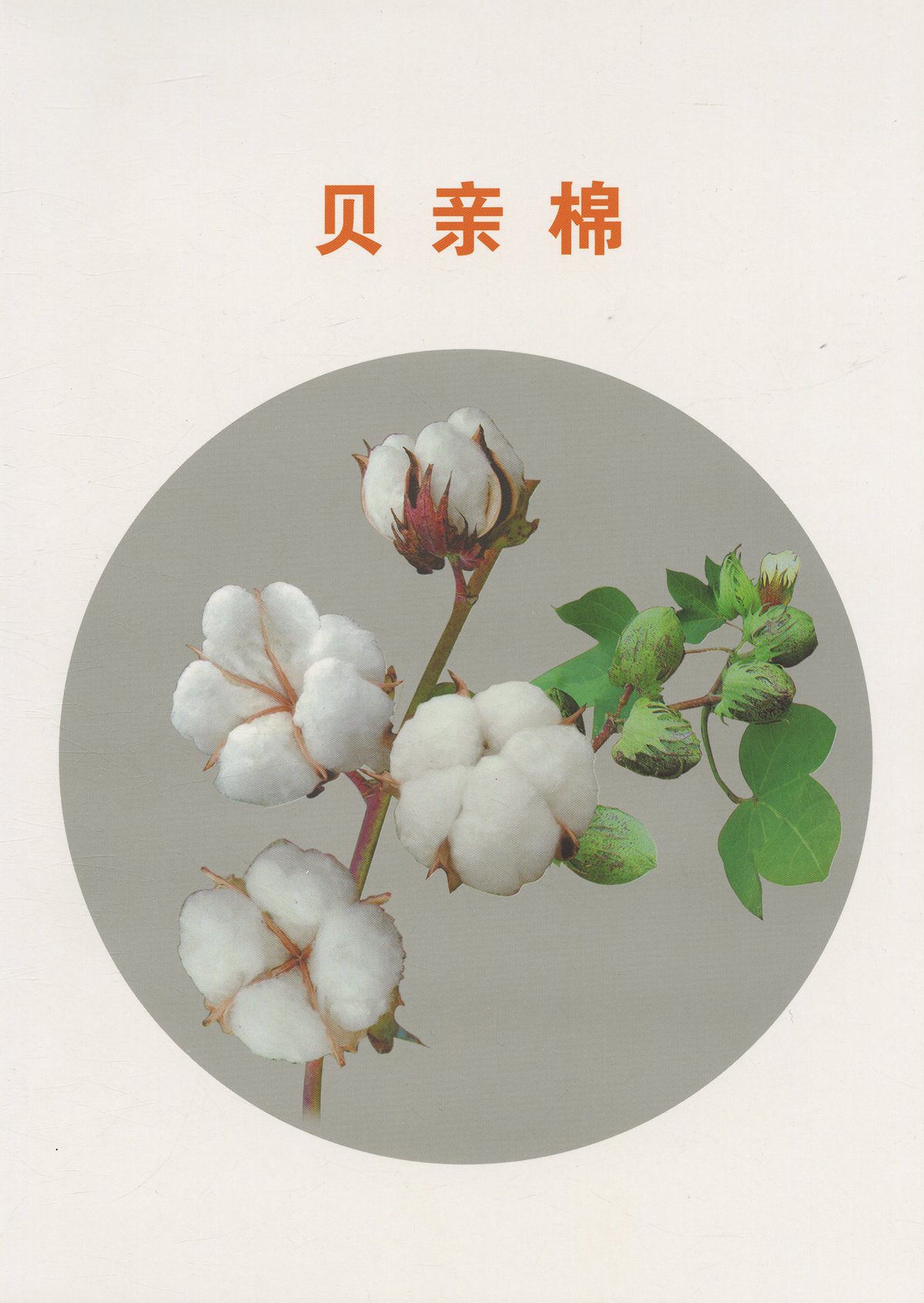 貝親棉