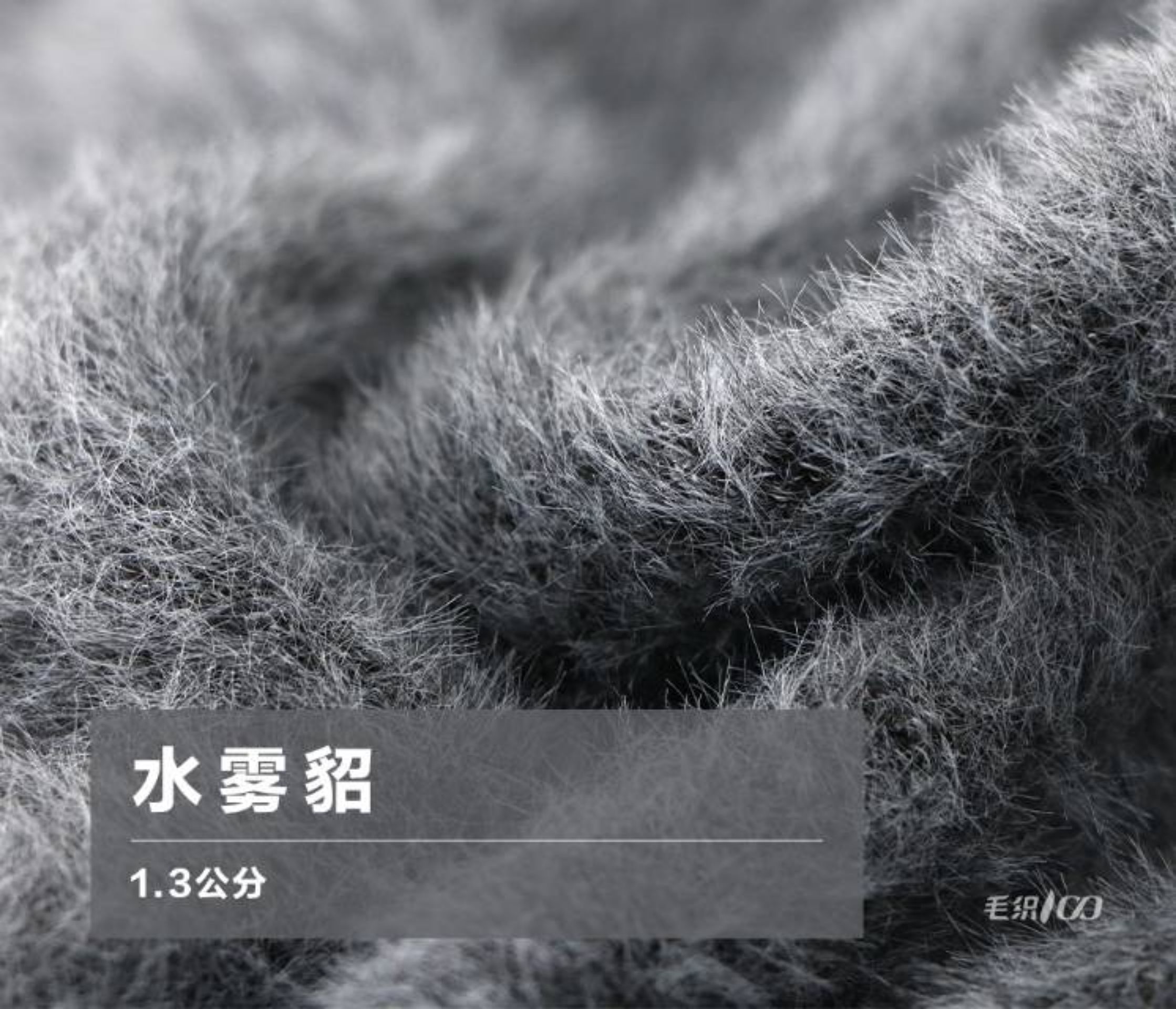 水雾貂