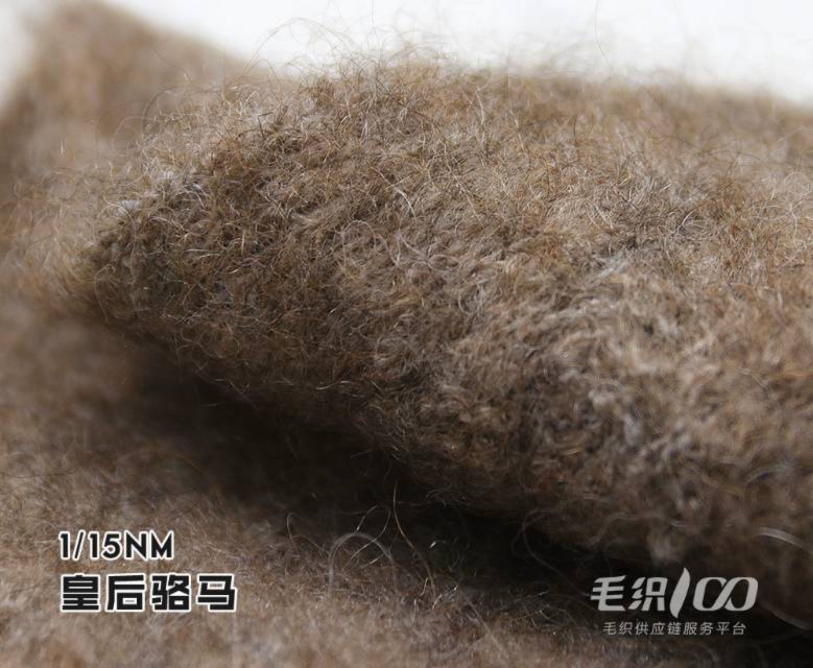 皇后骆马